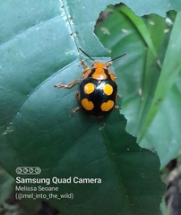 Platyphora mirabilis