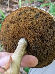 Boletellus ananas image