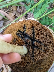 Boletellus ananas image