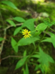 Hieracium paniculatum