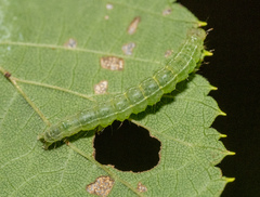 Hypena abalienalis