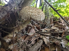 Boletellus ananas image