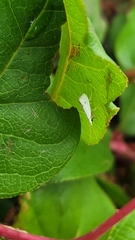 Eucalantica polita
