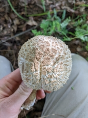 Boletellus ananas image