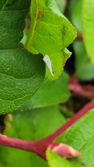 Eucalantica polita