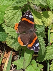 Vanessa atalanta