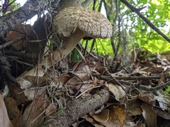 Boletellus ananas image