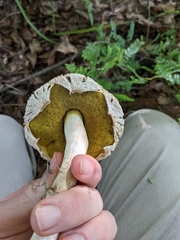 Boletellus ananas image