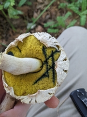 Boletellus ananas image