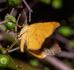 Mellilla xanthometata