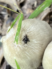 Allonemobius maculatus