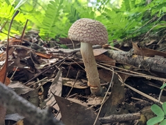 Boletellus ananas image