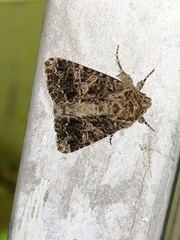 Sideridis rivularis