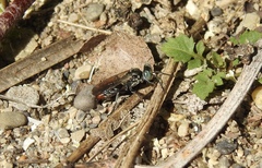 Tachysphex terminatus