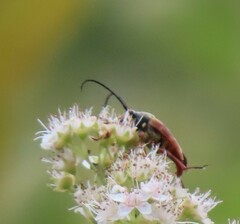 Typocerus acuticauda