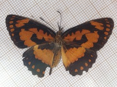 Byblia anvatara crameri