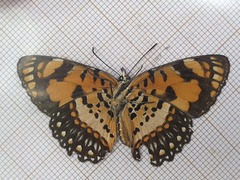 Byblia anvatara crameri