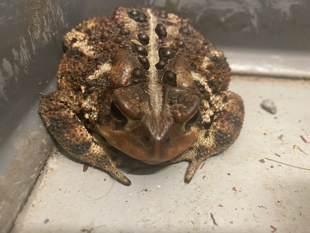 American Toad From The Adirondack Park, Croghan, Ny, Us On July 25 