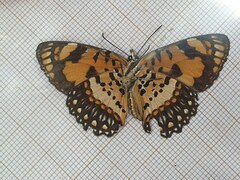 Byblia anvatara crameri