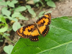 Byblia anvatara crameri