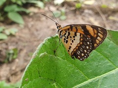 Byblia anvatara crameri