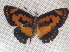 Byblia anvatara crameri