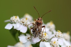 Stictopleurus punctiventris