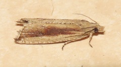 Bactra maiorina