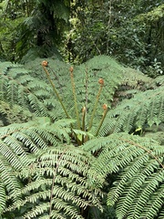 Alsophila spinulosa
