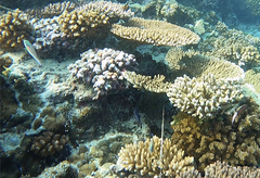 Stethojulis bandanensis