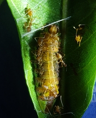 Arhopala centaurus