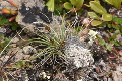 Carex nardina