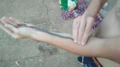 Macroprotodon brevis