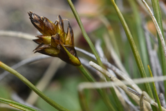 Carex nardina