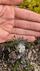 Carex nardina