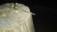 Macroprotodon brevis