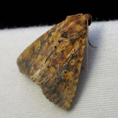 Perigea xanthioides