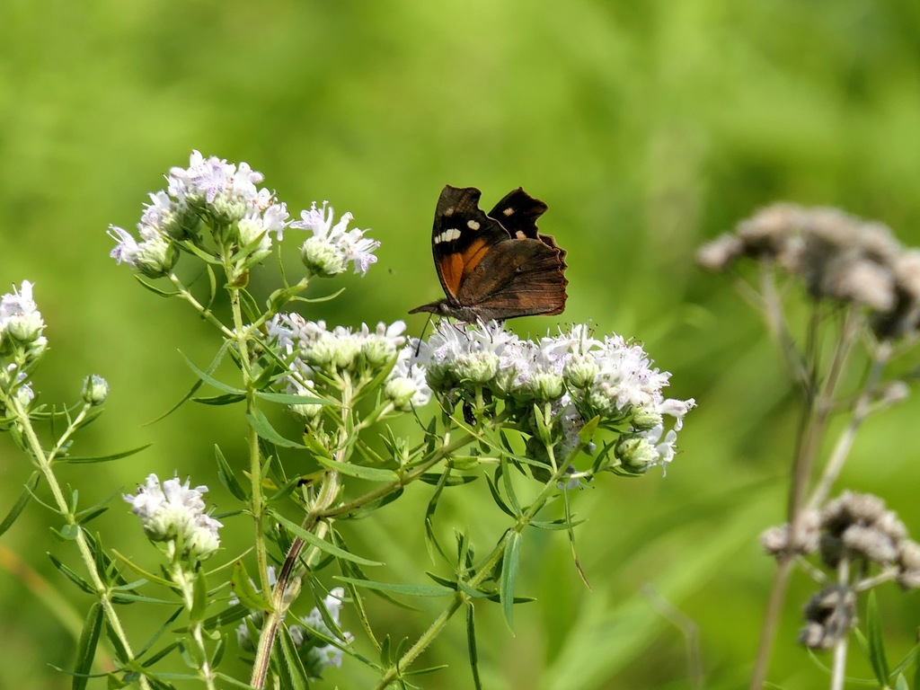 American Snout from 4749 45502, 4461 Old Columbus Rd, Springfield, OH
