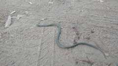 Macroprotodon brevis