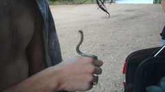 Macroprotodon brevis