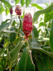 Costus spiralis