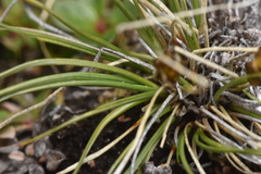 Carex nardina