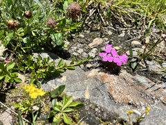 Dianthus glacialis