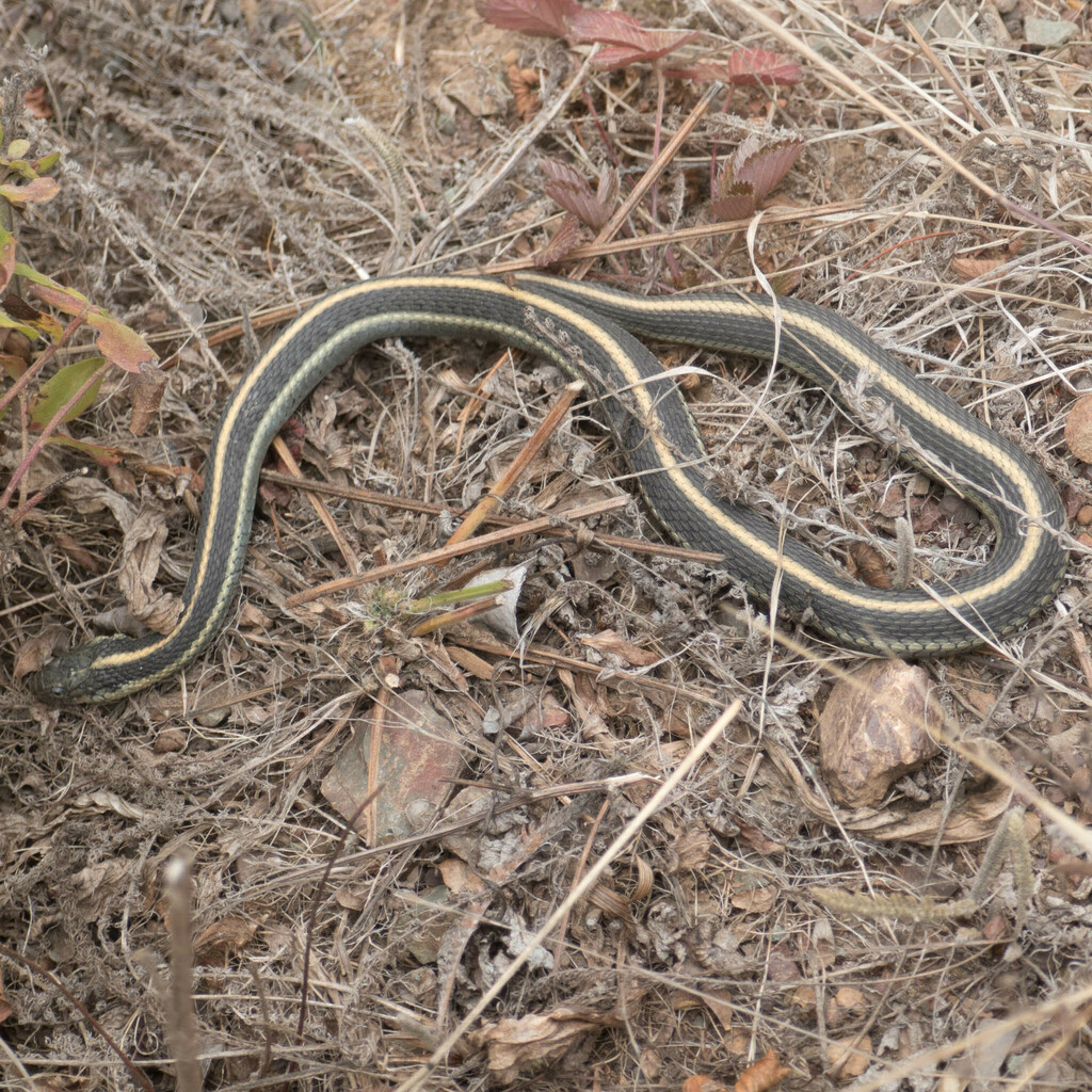 Aquatic Garter Snake From Marin Headlands, CA, USA On July 24, 2022 At ...