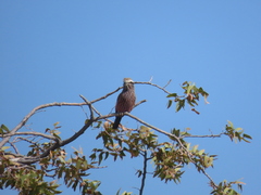 Coracias naevius mosambicus
