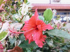 Hibiscus rosa-sinensis
