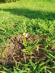 Nothoscordum bivalve