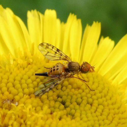 Fleabane Gall-fly