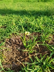 Nothoscordum bivalve