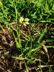 Nothoscordum bivalve